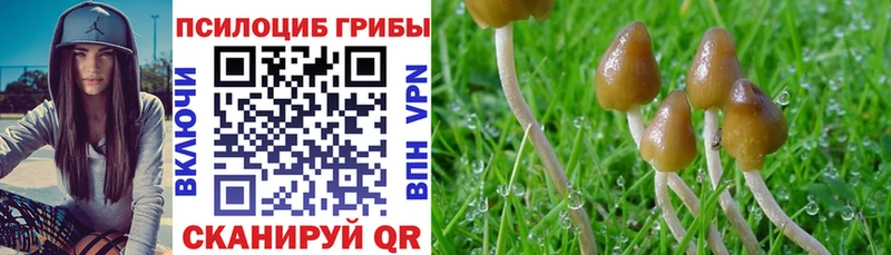 дарнет шоп  Абакан  Галлюциногенные грибы Psilocybine cubensis 